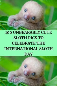 Sloth Facts, Star Light Star Bright, Ghost Photography, Sloths Funny, Baby Sloth, Cute Sloth, Funny Pins, Bored Panda, Wildlife Photography