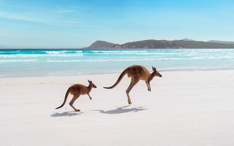 Driving the West Australian Dream | TTG Asia Beaches Australia, Moon Hotel, Perth Airport, Vietnam Hotels, Golden Beach, Secret Beach, Unique Experiences, Grand National, Great Barrier Reef