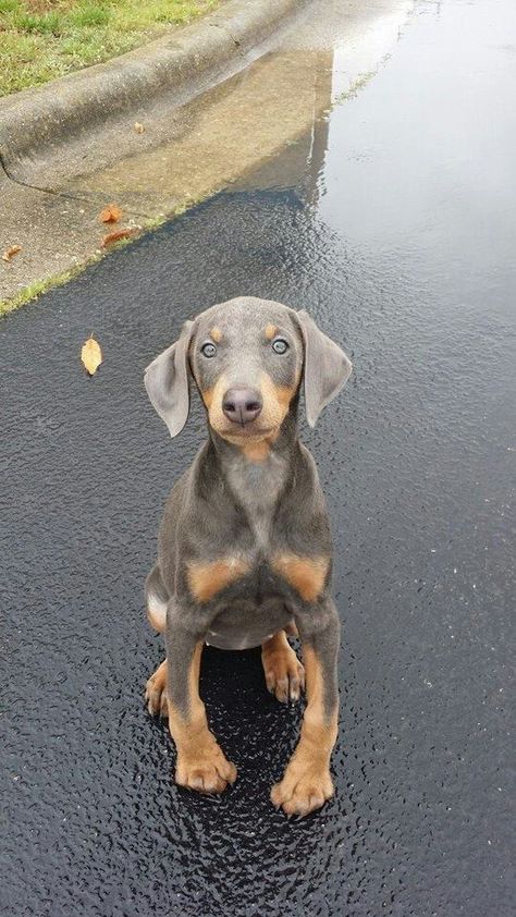 Blue Doberman puppy Blue Doberman Puppy, Doberman Puppy Training, Doberman Pinscher Blue, Protective Dog Breeds, Blue Doberman, Doberman Puppies, Doberman Pinscher Puppy, Doberman Love, Doberman Puppy