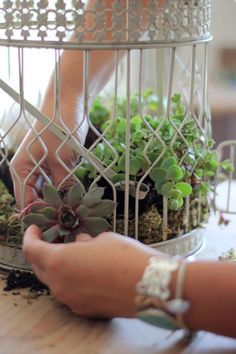 How to plant succulents in a birdcage | Birdcage Planter, Plant Succulents, Succulent Gardens, Succulent Gardening, Succulents In Containers, Birdcages, Hens And Chicks, Garden Planter, Bird Cages