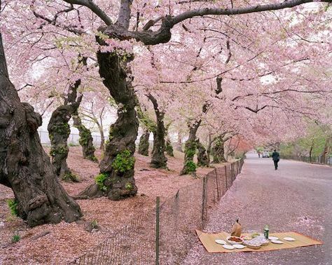 Satomi Shirai: Home & Home | Heiner Contemporary Cherry Blossom Picnic, Dear World, Cherry Blossom Festival, Colorful Roses, Sakura Cherry Blossom, Rosa Pink, Photo Projects, Cherry Tree, In Bloom