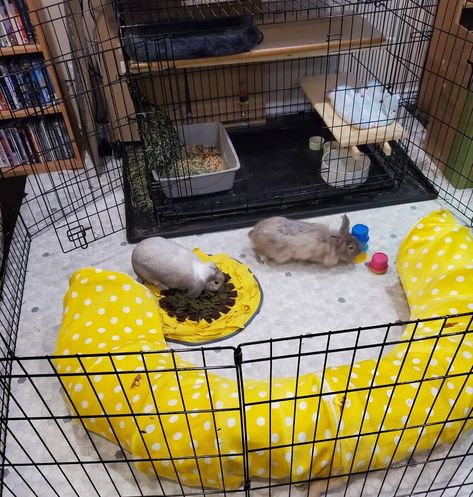 Dog Cage Rabbit House, Rabbits House Indoor, Indoor Bunny House Walmart, Dog Kennel Bunny Cage, Garage Rabbit Enclosure, Rabbit Enclosure Indoor Ideas, Rabbit Cage Setup Indoor, Rabbit Storage Ideas, Rabbit Cage Setup Ideas