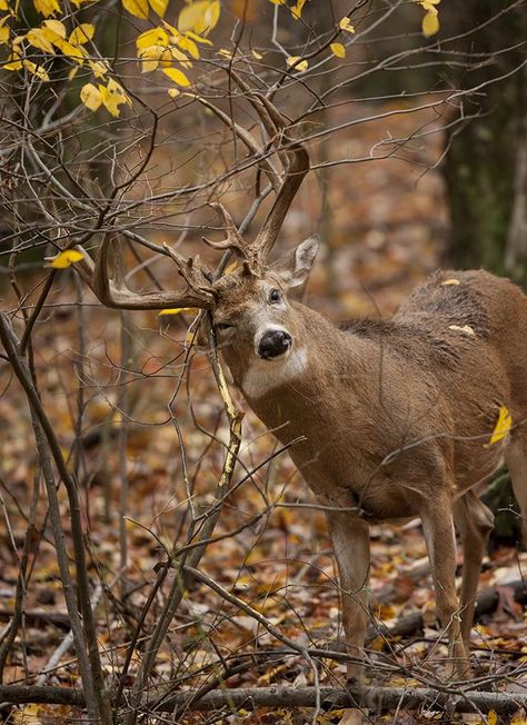 Whitetail Deer: How To Use Clues to Track the Rut --- Outdoor Life - top stories by Tom Carpente Deer Rut, Whitetail Deer Pictures, Whitetail Hunting, Whitetail Deer Hunting, Taxidermy Display, Big Deer, Deer Hunting Tips, Deer Photos, Deer Pictures