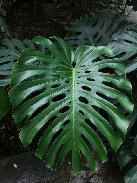 Monstera Reference, Big Leaf Plants, Greek Flowers, Hawaiian Leaf, Hawaii Flowers, Circle Canvas, Leaf Photography, Plant Tattoo, Plant Wallpaper