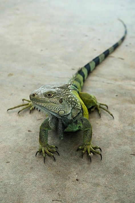 Green Columbia Regnul Animal, Green Iguana, Reptile Terrarium, Cute Reptiles, Reptile Snakes, Reptiles And Amphibians, Animal Planet, Animal Photo, Nature Animals