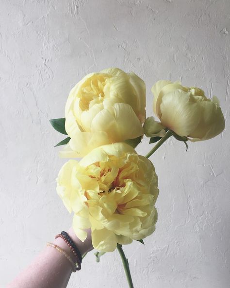 June Wedding Flowers, Pale Yellow Flowers, Yellow Peony, Peonies Centerpiece, Yellow Peonies, White Bridal Bouquet, June Wedding, Peonies Bouquet, Floral Studio