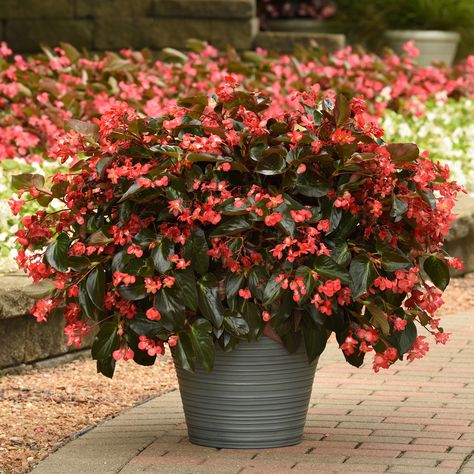 New Plant Varieties - National Garden Bureau | Ornamental | Edible Begonia Dragon, Red Begonia, Hydrangea Picture, Bean Garden, Lily Pictures, Dragon Wing, Hardy Hibiscus, Pumpkin Pictures, Shade Gardens