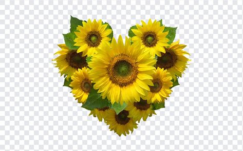 Heart Shaped Sunflower Bouquet PNG Heart Shaped Sunflower, Heart Transparent Background, Flower Bouquet Png, Heart Transparent, Sunflower Heart, White Lily Flower, Sunflower Hearts, Sunflower Bouquet, Sunflower Png