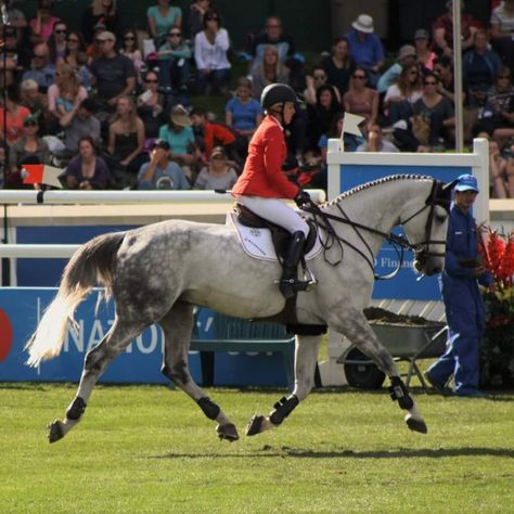 Horse Trotting, Trotting Horse, Horse Poses, Grey Horses, Dream Horse, Grey Horse, Thoroughbred Horse, Model Horses, Equestrian Sports