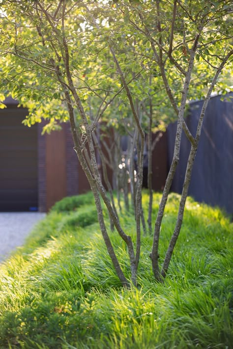 Contemporary Planting Design, Frontage Landscape Design, Modern Country Garden, Uk Garden Ideas, Garden Ideas Backyard Landscaping, Garden Gravel, Amelanchier Lamarckii, Architecture Garden Design, Gravel Drive