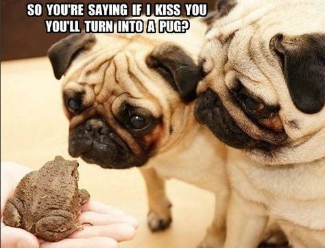 14 Funny Pug Memes That Will Make You Happy! | Page 2 of 3 | PetPress Meme Pun, Funny Pug Pictures, Funny Pug Videos, Pug Quotes, Funny Pugs, Dog Meme, Pug Dogs, Pugs And Kisses, Baby Pugs