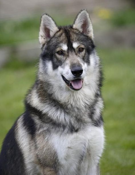 Tattoo Ideas Dog, Tamaskan Dog, Native American Indian Dog, Northern Inuit, American Indian Dog, Northern Inuit Dog, Top 10 Dog Breeds, Dog Tattoo Ideas, Wolf Dogs