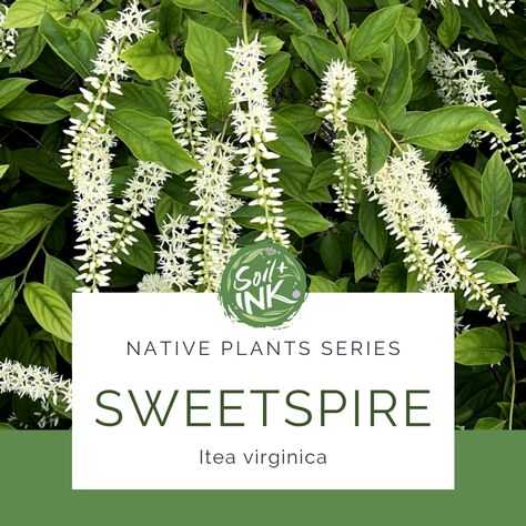 Spotlight on Sweetspire Virginia Native Plants Gardens, Virginia Sweetspire Shrubs, Virginia Sweetspire, Virginia Native Flowers, Native Plants Virginia, Nova Scotia Native Plants, Appalachian Native Plants, Nebraska Native Plants, Flowering Bushes