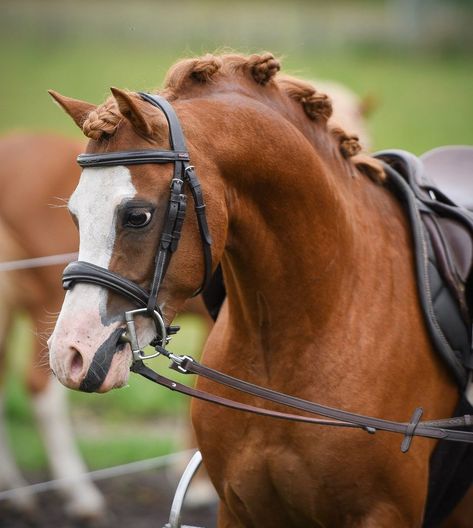 Mini Ponies, Pony Tack, Facial Markings, Total Abs, Horse Drawing Reference, Welsh Pony, Breeds Of Horses, Horses Breeds, Mini Pony