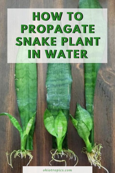 Fun Hallway, Propagate Snake Plant, Snake Plant In Water, Snake Plant Indoor, Snake Plant Propagation, Plant In Water, Water Plants Indoor, Plants Grown In Water, Snake Plant Care