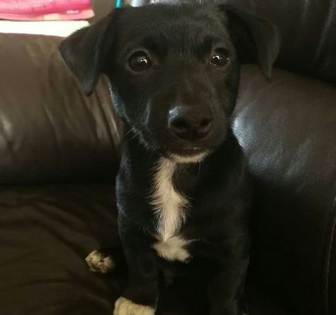 Black Jack Russell, Black Pitbull, Jack Russell Mix, Puppies Black, Jack Russell Terrier Mix, Jack Russell Terrier Puppies, Jack Russell Puppies, Parson Russell Terrier, Terrier Puppies