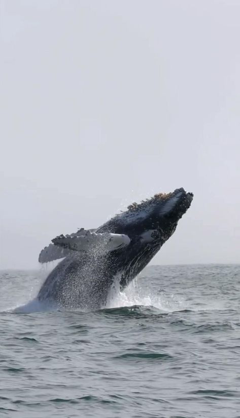 Google the whale breaching [Video] in 2022 | Whale pictures, Blue whale video, Whale video Ikan Paus Aesthetic, Blue Whale Video, Whale Aesthetic, Whale Video, Whale Breaching, Whale Pictures, Pictures Blue, Blue Whales, Underwater Animals