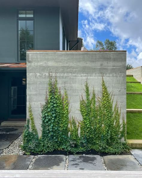 Ivy On Concrete Wall, Low Concrete Wall Front Yard, Concrete Brick Wall Outdoor, Concrete Wall Planters Outdoor, Board Form Concrete Wall, Boston Ivy Fence, Concrete Wall Garden, Concrete Wall Exterior, Boston Ivy Wall