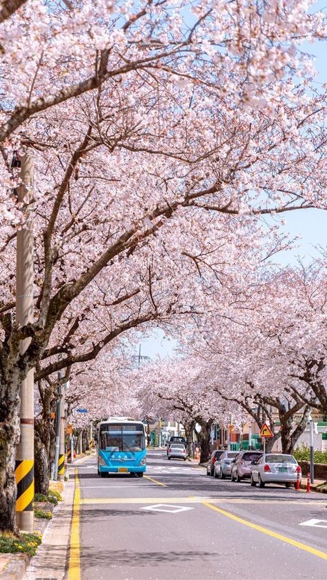 Seoul During Spring, Korean Cherry Blossom Wallpaper, Korean Nature Aesthetic, Spring In Korea, Seoul Korea Travel, Spring Scenery, Nature Tourism, Korea Wallpaper, Cute Blue Wallpaper