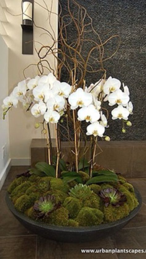 Gorgeous orchid planter Orchid Bowl, Diy Orchids, Orchid Flower Arrangements, Orchid Centerpieces, Orchid Planters, Succulent Centerpieces, Orchid Arrangements, Orchid Care, Phalaenopsis Orchid