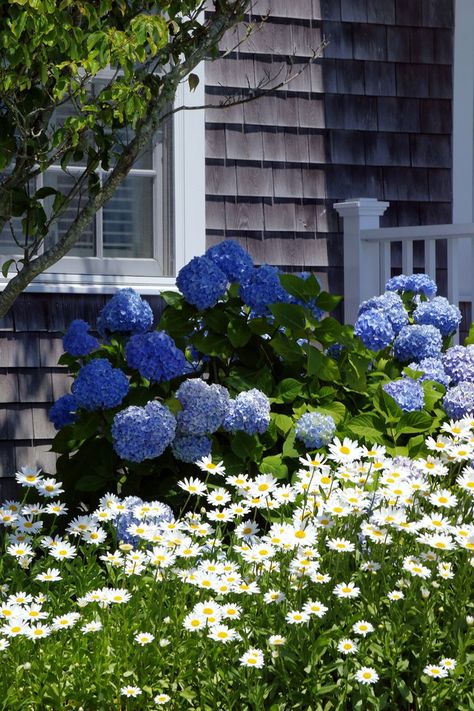 Landscape Library, Blue And White Flowers, Blue Hydrangeas, Hydrangea Garden, Blue Garden, Summer 3, Blue Hydrangea, Country Gardening, Dream Garden