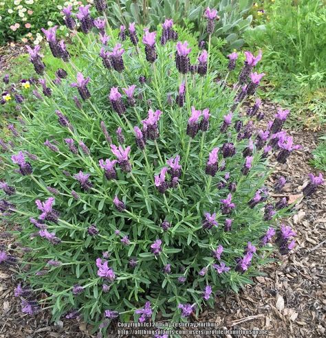 Zone 9b, Spanish Lavender, Square Garden, Front Of House, Photo Location, Sacramento, Cemetery, House Exterior, Lavender