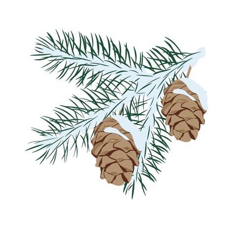 Cedar Illustration, Lebanon Cedar, Cedar Branch, Evergreen Plants, Heart Tree, Cityscape Photos, Nature Backgrounds, Heart With Arrow, Photo Template