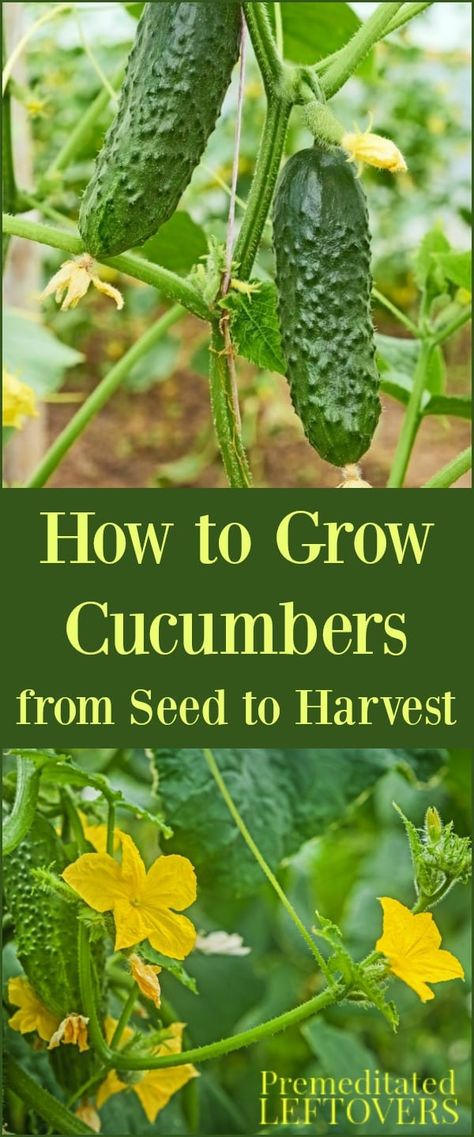 Cucumbers In Containers, Gardening Cucumbers, How To Grow Cucumbers, Cucumber Seedlings, Grow Cucumbers, Cucumber Gardening, Vertical Vegetable Garden, Cucumber Plant, Cucumber Seeds