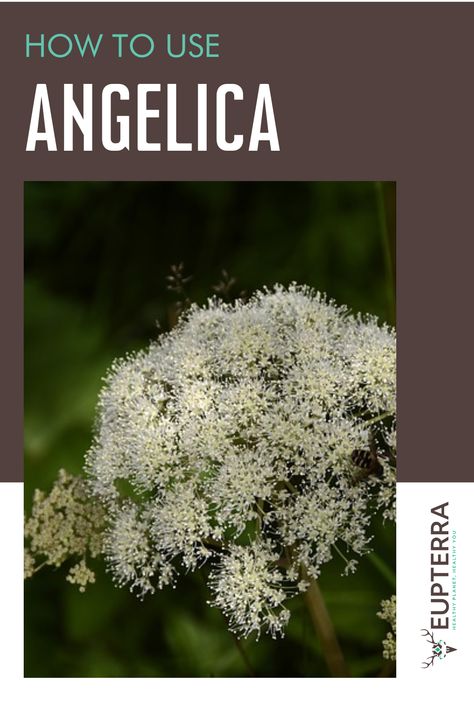 Angelica Herb Uses, Angelica Herb, Angelica Flower, Angelica Archangelica, Herb Growing, Angelica Root, Diy Herbal Remedies, Natural Healing Remedies, Fitness Community