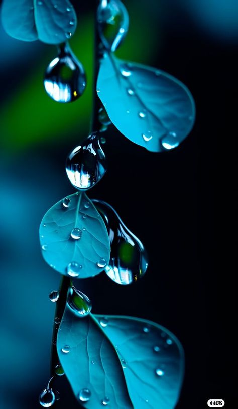 Dew Drops Aesthetic, Dew Aesthetic, Zoom Wallpaper, Iphone Wallpaper Lights, Iphone Wallpaper Stills, Abstract Wallpaper Backgrounds, Floral Wallpaper Phone, Lovely Flowers Wallpaper, Lord Voldemort