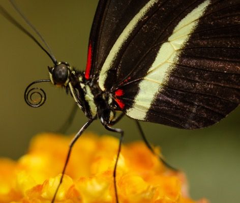 Coiled Proboscis of this Butterfly Butterfly Proboscis, Butterfly Wings Microscope, Butterfly Insect Photography, Butterfly Video, Eastern Black Swallowtail Butterfly, Papilionidae Butterfly, South African Butterflies, Video Projection, Insects