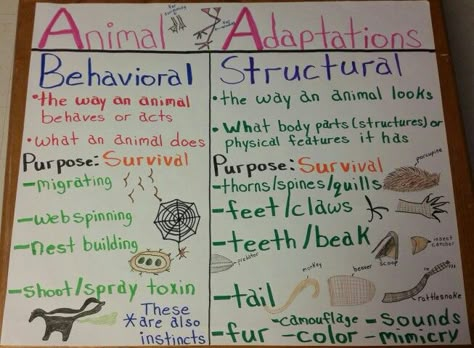 Animal Adaptations Anchor Chart                                                                                                                                                                                 More Grade 4 Habitats, Plant Adaptations Anchor Chart, Animal Adaptations Anchor Chart, Adaptations Anchor Chart, Plant Adaptations, Fourth Grade Science, Science Anchor Charts, Second Grade Science, 7th Grade Science