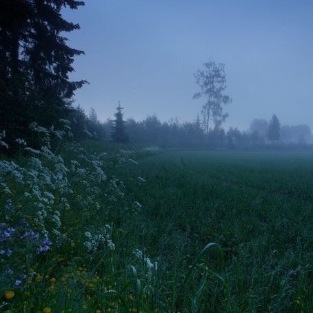 Foggy Weather, Trash Art, Foggy Forest, Spring Aesthetic, Pretty Photos, Aesthetic Themes, Nature Aesthetic, Fantasy Landscape, T Rex