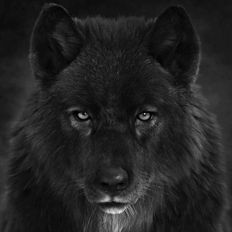 ArtStation - Black Wolf head, Massimo Righi Black Wolf, Wolves, The Story, Black And White, White, Instagram, Black