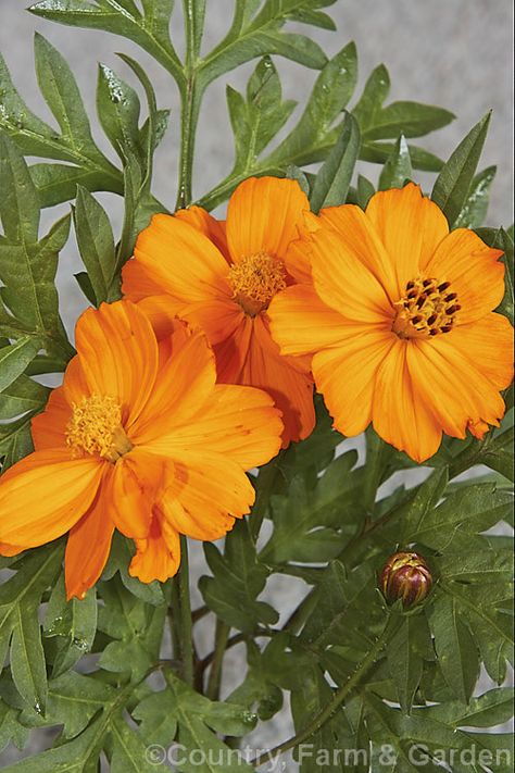 Cosmos Sulphureus, Pictures Of Plants, Deep Orange, Plant Pictures, Farm Gardens, Flower Photos, Orange Flowers, The Flowers, Light Yellow