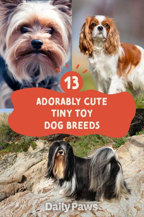 Here are some of our very favorite toy dog breeds among the toy group. #breeds #petbreeds #breedroundup #catbreeds #kittenbreeds #dogbreeds #bestcatbreeds #bestdogbreeds Cute Small Dog Breeds, Cutest Small Dog Breeds, Best Cat Breeds, Kitten Breeds, Dog Crossbreeds, Toy Dog Breeds, Cute Small Dogs, Every Dog Breed, Akc Breeds