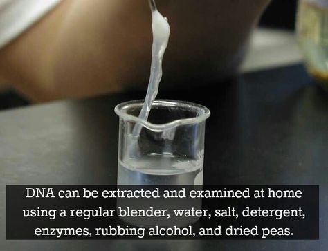 DNA at home! Dna Extraction Lab, Dna Extraction, Dna Lab, Biology Lab, Sixth Grade Science, Lab Activities, Biology Labs, Science Learning, Wheat Germ