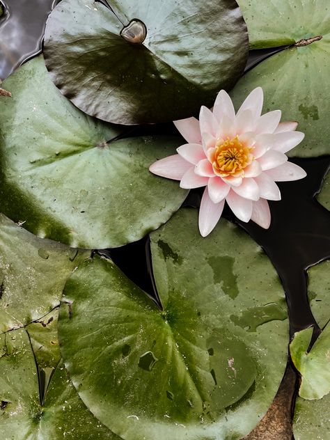 Lorus flower in a fountain @pattyrmoc Lotus Flower From Above, Lotus Flower, Lotus, Plants, Flowers, Saying Goodbye, Photography