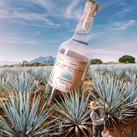 Casamigos Blanco Tequila! Crisp and Clean with a hint of citrus, vanilla and sweet agave, with a long smooth finish 👌🏽 The finest 100% Blue Weber agave was hand selected, grown in the rich clay soil of Mexico. Order Now on drinkmata.ng #DrinkMata #drinkresponsibly #casamigostequila Tequila Mexico, Tequila Agave, Clay Soil, Tequila, Order Now, Soil, Vanilla, The Selection, The 100