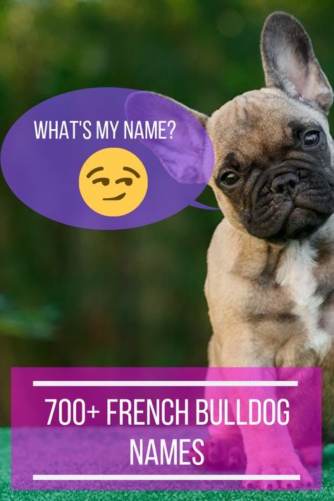 If you are looking for French Bulldog names, look no further. Click the image 👈🏻👈🏻 for an extensive list to name your new Frenchie, it’s alphabetical and divided into male and female French Bulldog names. French Bulldog Names Girl, Male Dog Names List, French Dog Names, Female French Bulldog, Dogs Names List, Frenchie Pug, Grey French Bulldog, French Bulldog Names, Name Idea