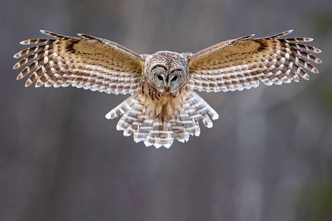 Barred Owl Photography, Barred Owls, Fly Drawing, Eastern Screech Owl, Owl Species, Spotted Owl, Saw Whet Owl, Long Eared Owl, Owl Photography