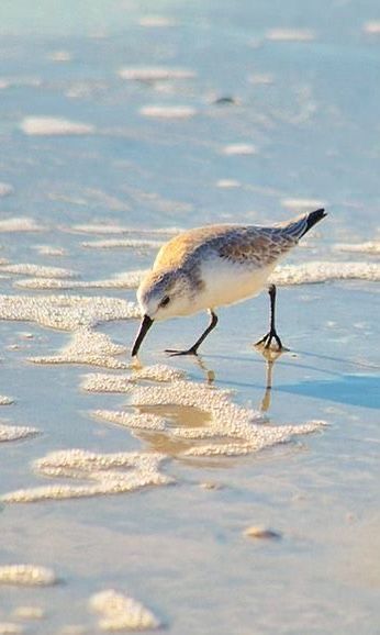 Shore Bird Art, Sandpiper Bird, Beach Birds, Watercolour Birds, Birds To Paint, Beach Scene Painting, Shore Birds, Beach Art Painting, Coastal Birds