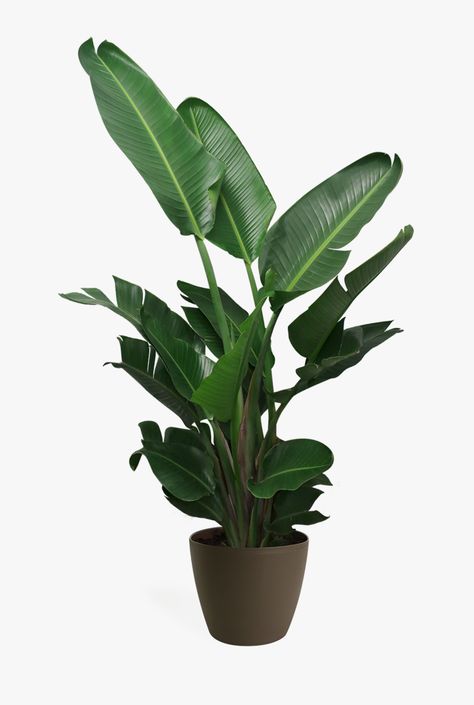 Low Maintenance Indoor Plants, Indoor Pots, Chelsea Garden, Paradise Plant, Indoor Tree, Best Indoor Plants, Garden Types, Bathroom Plants, Houseplants Indoor