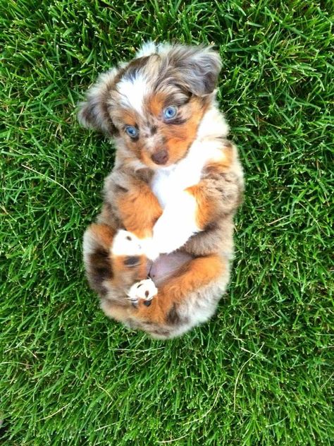 Sweet blue eyed puppy Cutee Animals, Super Cute Puppies, Really Cute Dogs, Baby Animals Pictures, Cute Dog Pictures, Cute Little Puppies, Blue Merle