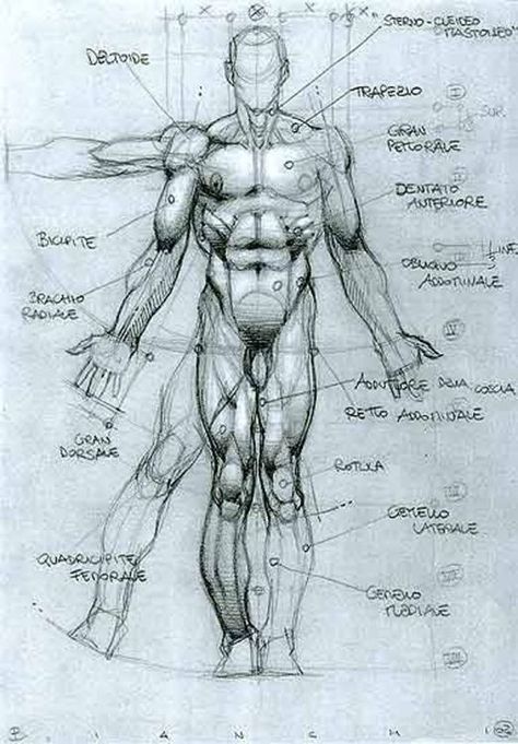 Character Design Collection: Male Anatomy - Daily Art Man Anatomy, Character Design Cartoon, Human Anatomy Drawing, Anatomy Sketches, Anatomy For Artists, Body Anatomy, Anatomy Reference, Anatomy Art, Drawing Lessons