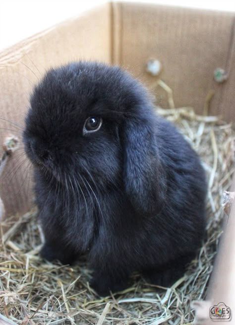 Black Mini Lop Bunny, Mini Lop Bunnies, Rabbit Pictures, Pet Bunny Rabbits, Cute Bunny Pictures, Cutee Animals, Bunny Mom, Bunny Care, Cute Baby Bunnies