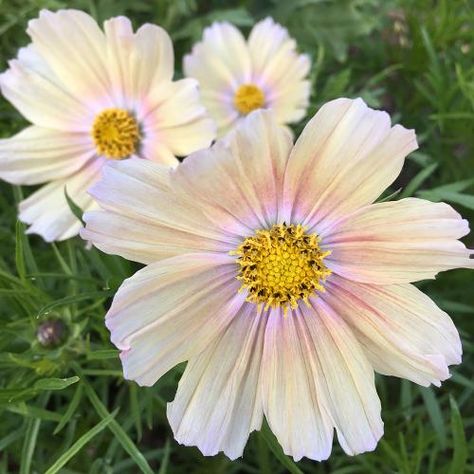 Cosmos Apricot Lemonade, Apricot Lemonade Cosmos, Apricot Cosmos, Mood Garden, Cosmo Flowers, Flower Cosmos, Shape Of The Universe, Cosmo Flower, Cosmos Bipinnatus