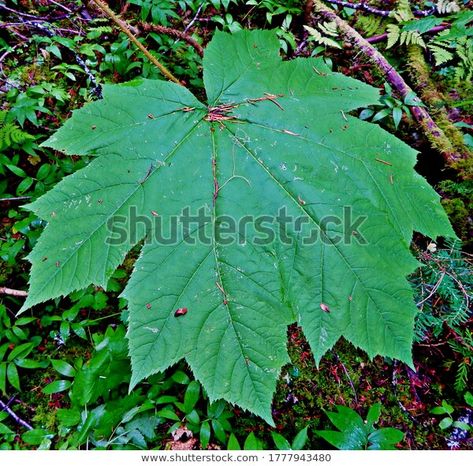 A Devil's Club leaf on the forest floor by Downing Creek - near Marion Forks, OR Devils Club, Scenic Images, Scenic Nature, Nature Photographer, Pacific Nw, Big Leaves, Forest Floor, Nature Photographs, Forks