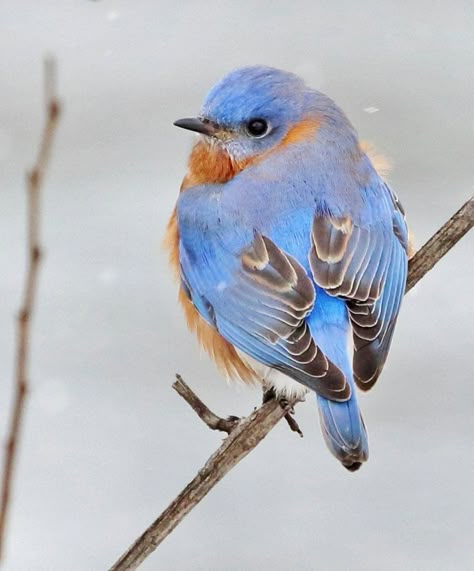 Birds Photography Art, Oil Painting Inspiration, Eastern Bluebird, Backyard Birds, Bird Pictures, Bird Drawings, Pretty Birds, Bird Photo, Colorful Birds