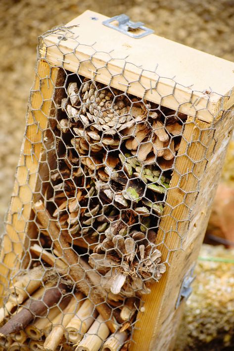 Diy Ladybug House, Insect Friendly Garden, Ladybug Habitat Diy, Ladybug House Diy, How To Attract Bees To Your Garden, Ladybug Habitat, How To Attract Ladybugs To Your Garden, Ladybug Terrarium, Clutter Bug Ladybug